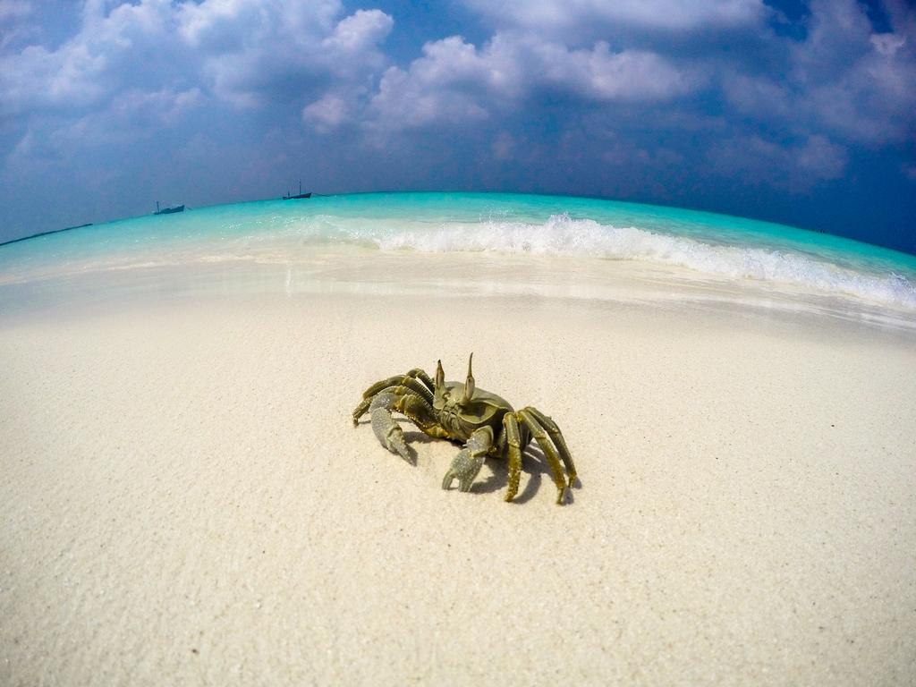 Hanimaadhoo Island 蔚蓝景观旅馆酒店 外观 照片